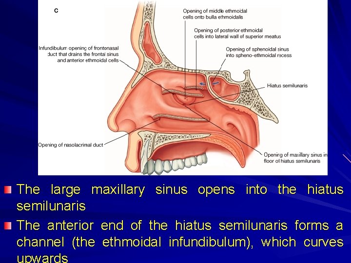 The large maxillary sinus opens into the hiatus semilunaris The anterior end of the
