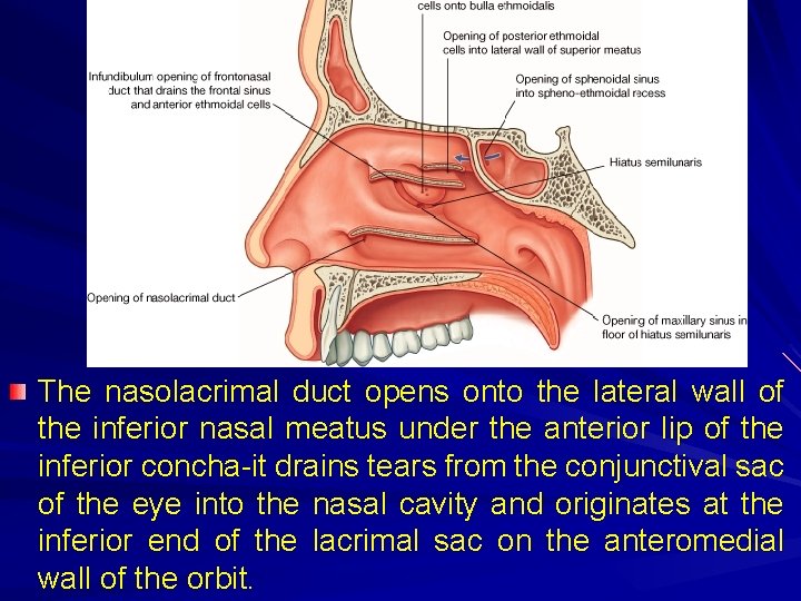 The nasolacrimal duct opens onto the lateral wall of the inferior nasal meatus under