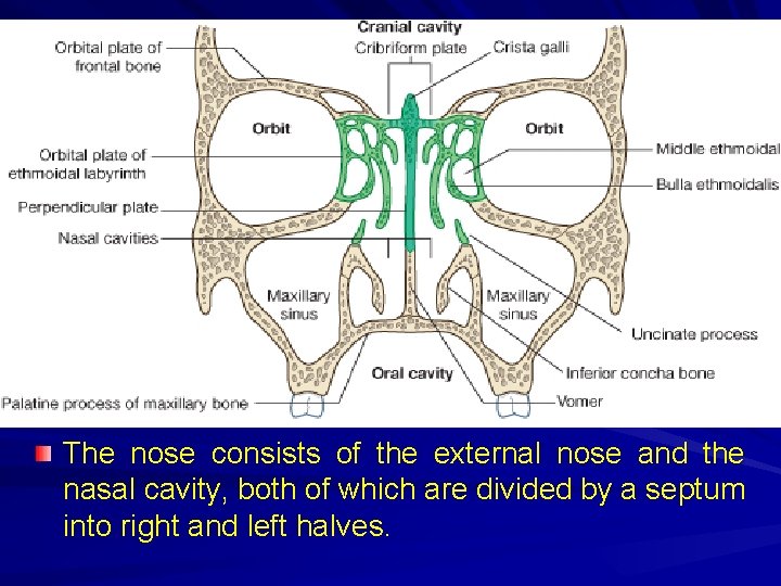 The nose consists of the external nose and the nasal cavity, both of which