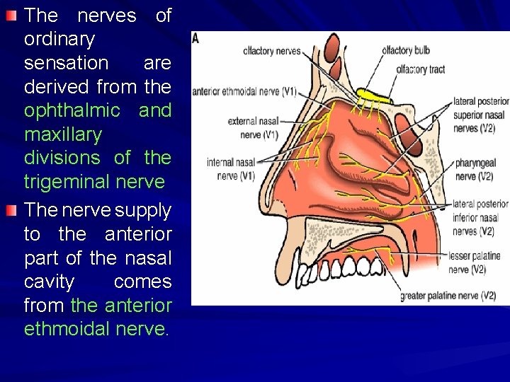The nerves of ordinary sensation are derived from the ophthalmic and maxillary divisions of