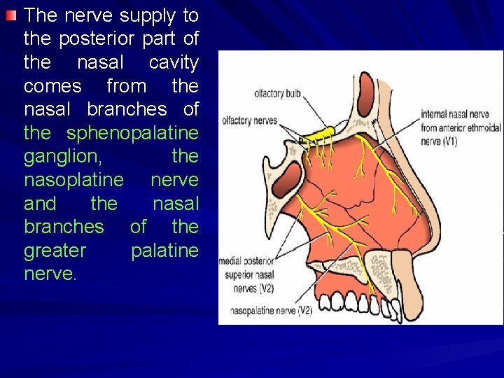The nerve supply to the posterior part of the nasal cavity comes from the