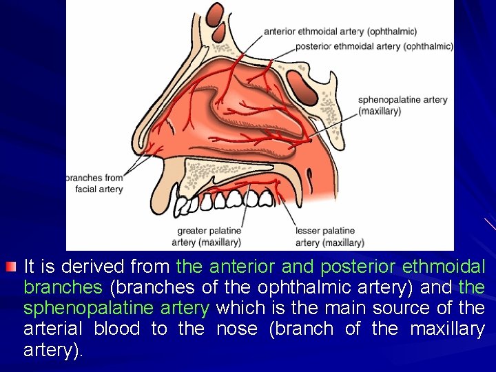 It is derived from the anterior and posterior ethmoidal branches (branches of the ophthalmic