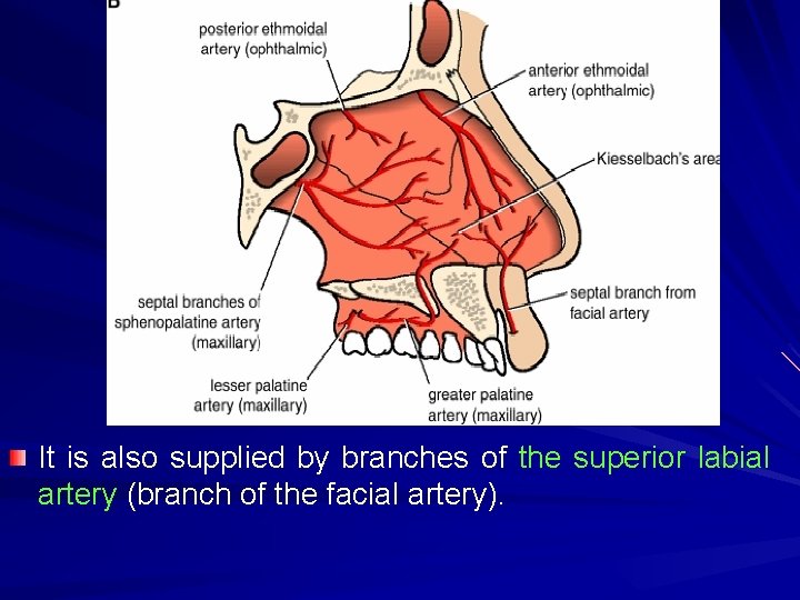 It is also supplied by branches of the superior labial artery (branch of the