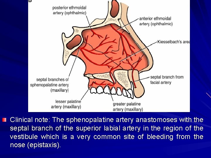 Clinical note: The sphenopalatine artery anastomoses with the septal branch of the superior labial