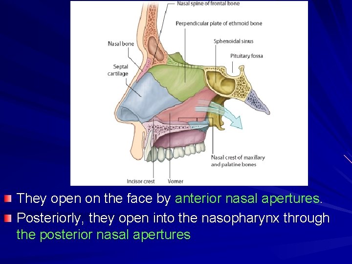 They open on the face by anterior nasal apertures. Posteriorly, they open into the