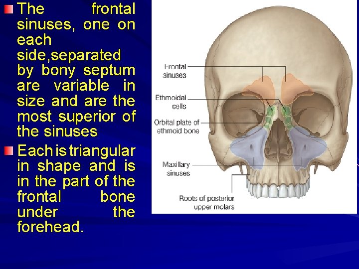 The frontal sinuses, one on each side, separated by bony septum are variable in