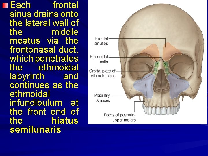 Each frontal sinus drains onto the lateral wall of the middle meatus via the