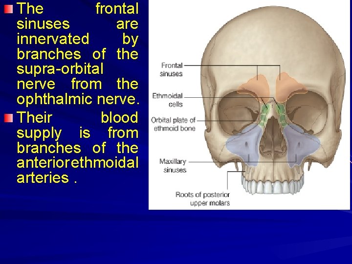 The frontal sinuses are innervated by branches of the supra-orbital nerve from the ophthalmic