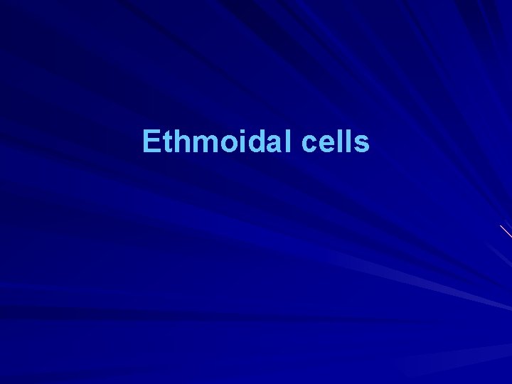 Ethmoidal cells 