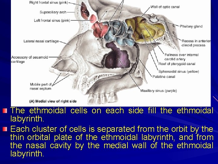The ethmoidal cells on each side fill the ethmoidal labyrinth. Each cluster of cells