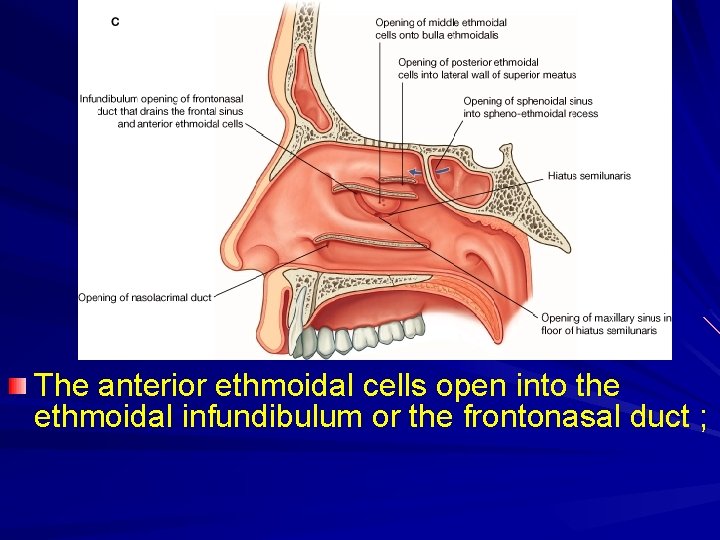 The anterior ethmoidal cells open into the ethmoidal infundibulum or the frontonasal duct ;