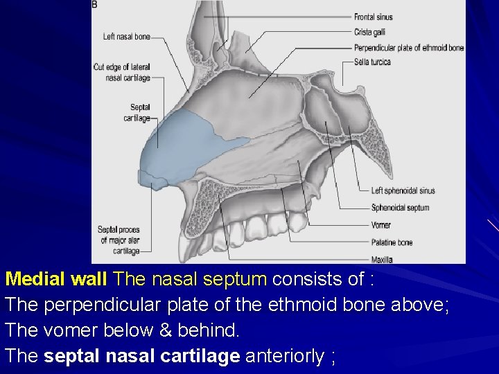 Medial wall The nasal septum consists of : The perpendicular plate of the ethmoid