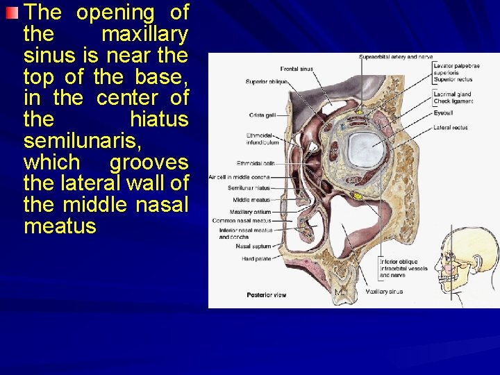 The opening of the maxillary sinus is near the top of the base, in