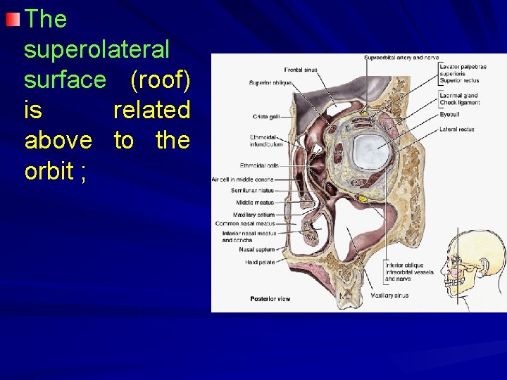 The superolateral surface (roof) is related above to the orbit ; 