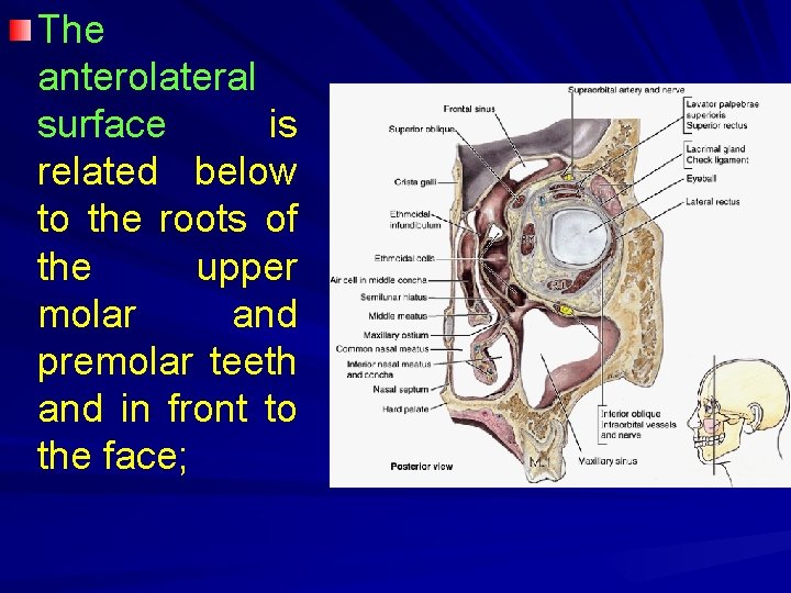 The anterolateral surface is related below to the roots of the upper molar and