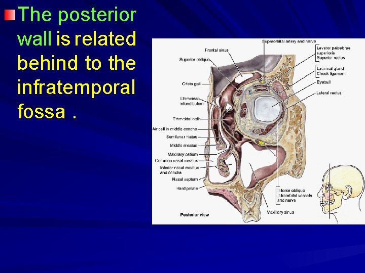 The posterior wall is related behind to the infratemporal fossa. 