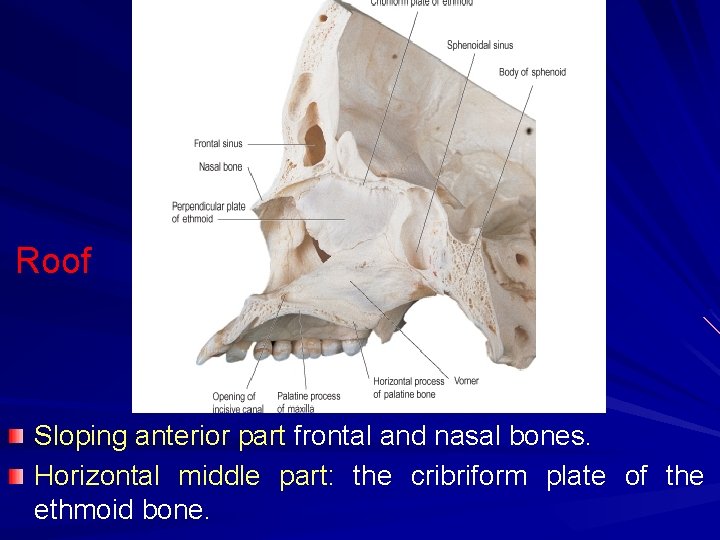 Roof Sloping anterior part frontal and nasal bones. Horizontal middle part: the cribriform plate
