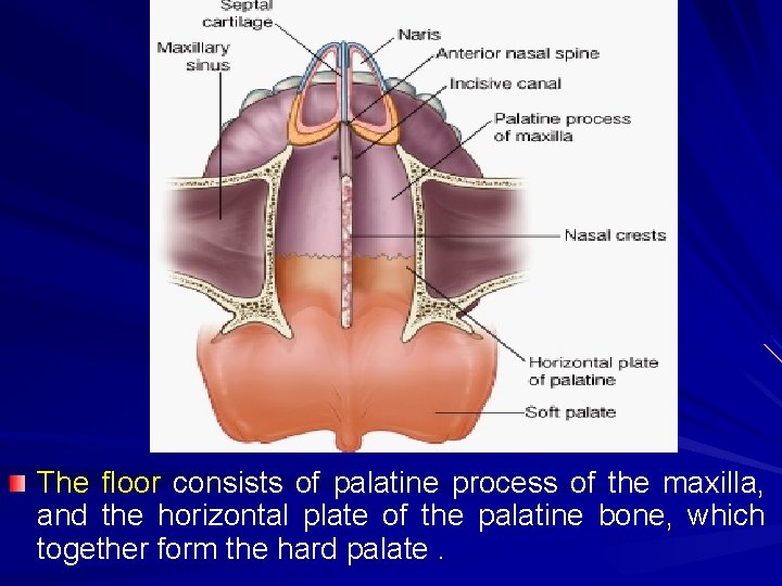 The floor consists of palatine process of the maxilla, and the horizontal plate of