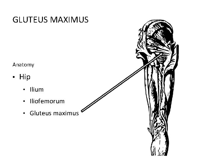 GLUTEUS MAXIMUS Anatomy • Hip • Ilium • Iliofemorum • Gluteus maximus 