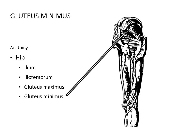 GLUTEUS MINIMUS Anatomy • Hip • Ilium • Iliofemorum • Gluteus maximus • Gluteus