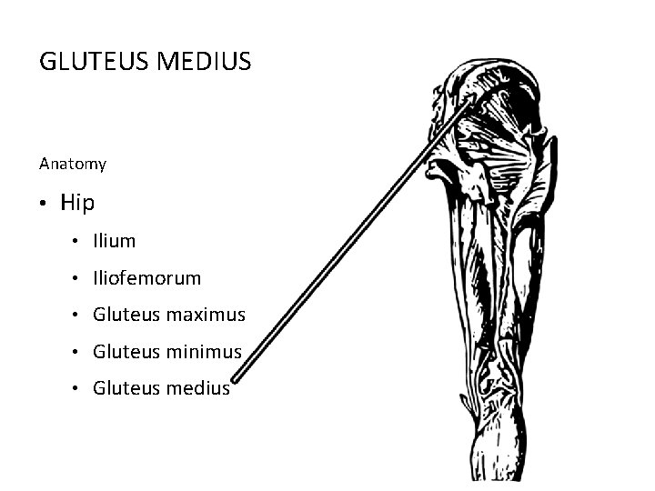 GLUTEUS MEDIUS Anatomy • Hip • Ilium • Iliofemorum • Gluteus maximus • Gluteus