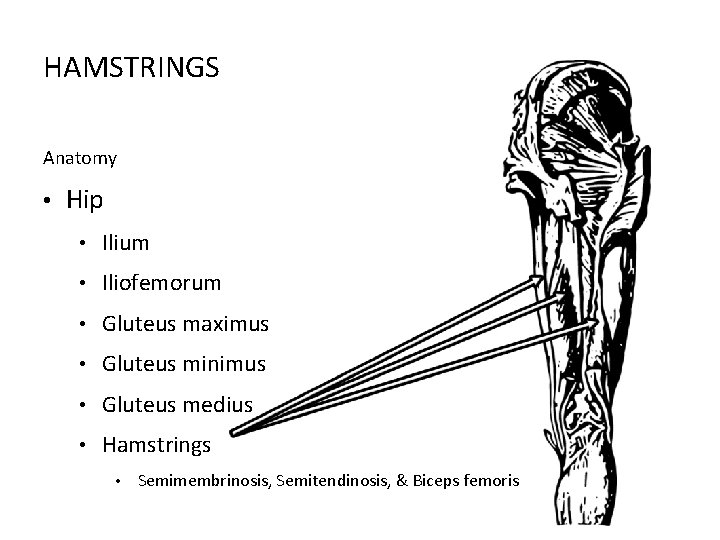 HAMSTRINGS Anatomy • Hip • Ilium • Iliofemorum • Gluteus maximus • Gluteus minimus