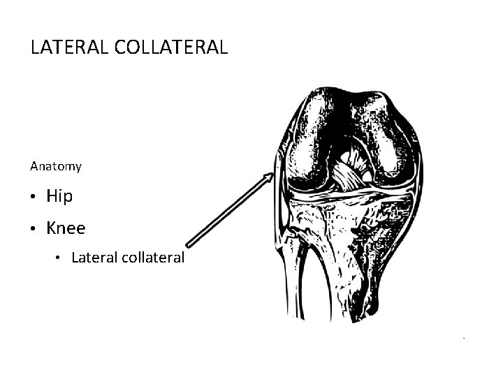 LATERAL COLLATERAL Anatomy • Hip • Knee • Lateral collateral 