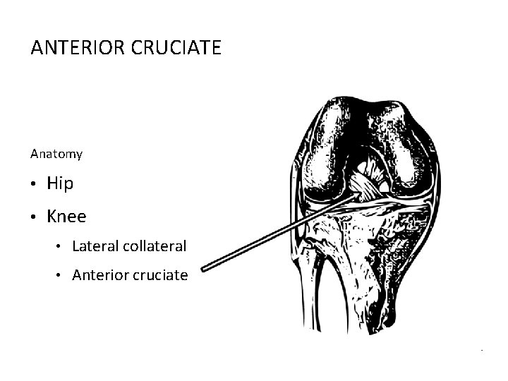 ANTERIOR CRUCIATE Anatomy • Hip • Knee • Lateral collateral • Anterior cruciate 