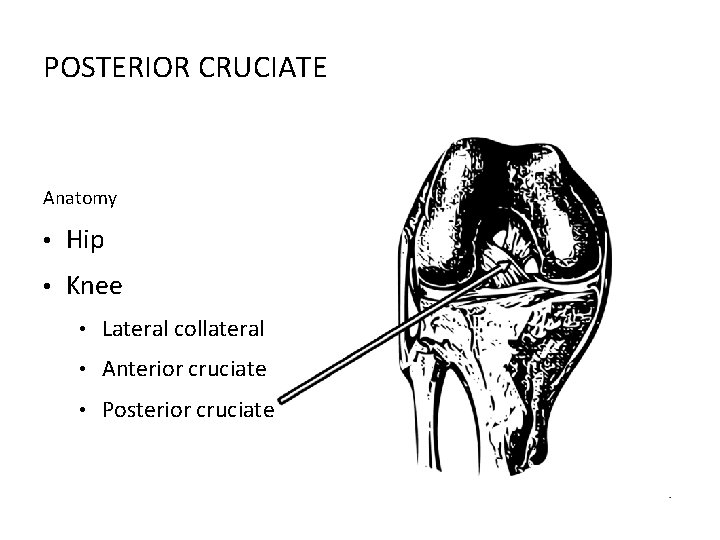 POSTERIOR CRUCIATE Anatomy • Hip • Knee • Lateral collateral • Anterior cruciate •