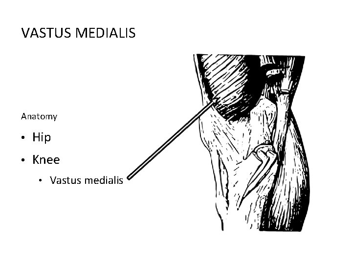 VASTUS MEDIALIS Anatomy • Hip • Knee • Vastus medialis 