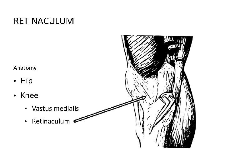 RETINACULUM Anatomy • Hip • Knee • Vastus medialis • Retinaculum 