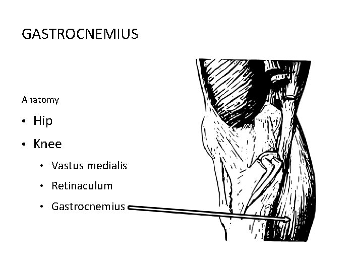 GASTROCNEMIUS Anatomy • Hip • Knee • Vastus medialis • Retinaculum • Gastrocnemius 