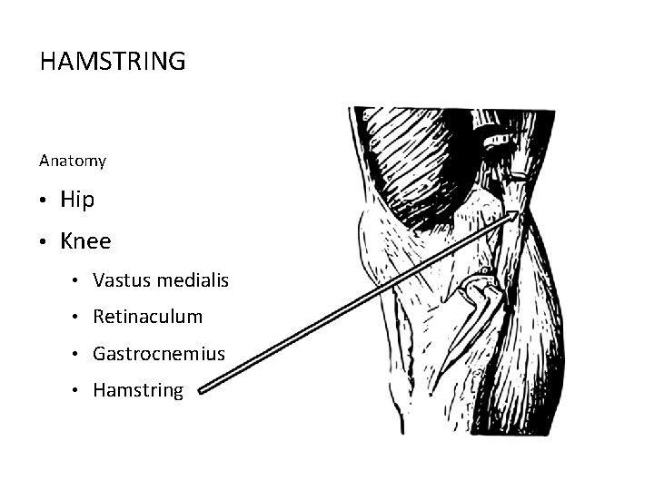 HAMSTRING Anatomy • Hip • Knee • Vastus medialis • Retinaculum • Gastrocnemius •
