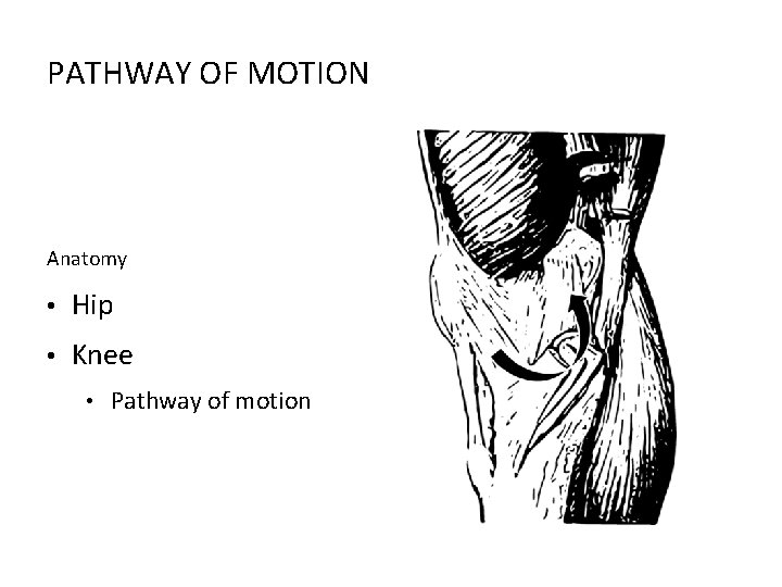 PATHWAY OF MOTION Anatomy • Hip • Knee • Pathway of motion 