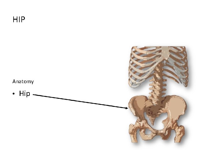 HIP Anatomy • Hip 