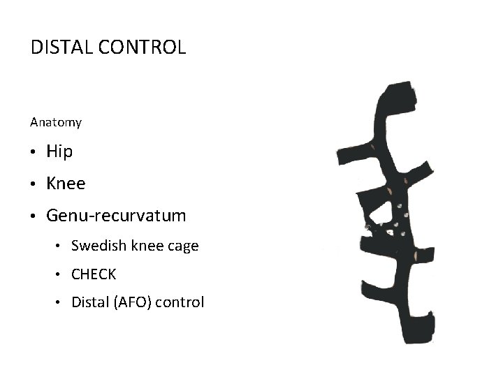 DISTAL CONTROL Anatomy • Hip • Knee • Genu-recurvatum • Swedish knee cage •