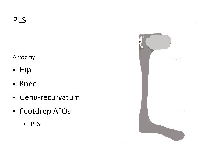 PLS Anatomy • Hip • Knee • Genu-recurvatum • Footdrop AFOs • PLS 