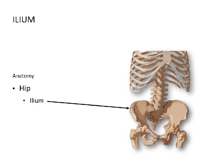 ILIUM Anatomy • Hip • Ilium 