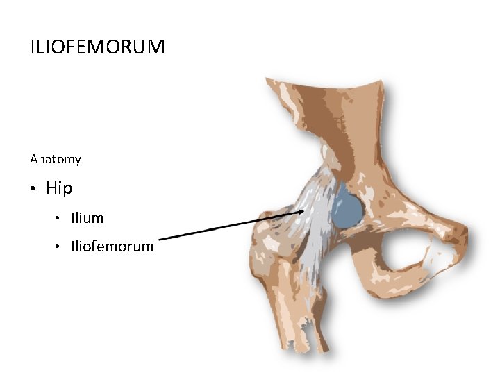 ILIOFEMORUM Anatomy • Hip • Ilium • Iliofemorum 