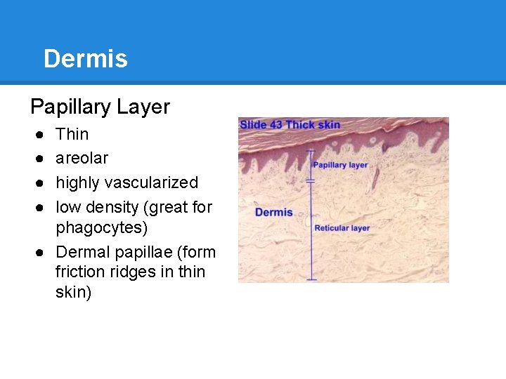 Dermis Papillary Layer ● ● Thin areolar highly vascularized low density (great for phagocytes)