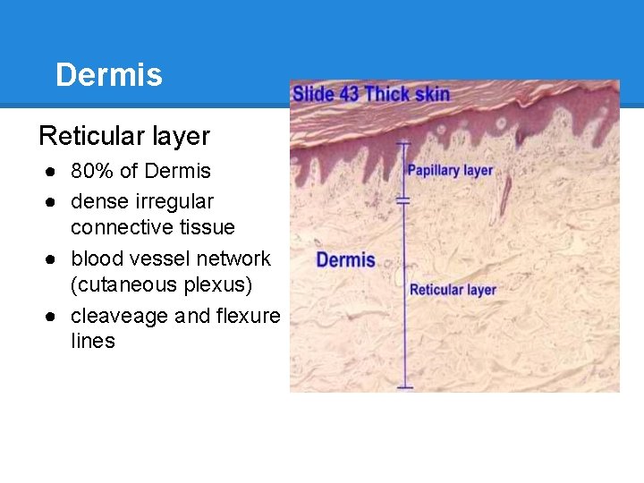 Dermis Reticular layer ● 80% of Dermis ● dense irregular connective tissue ● blood
