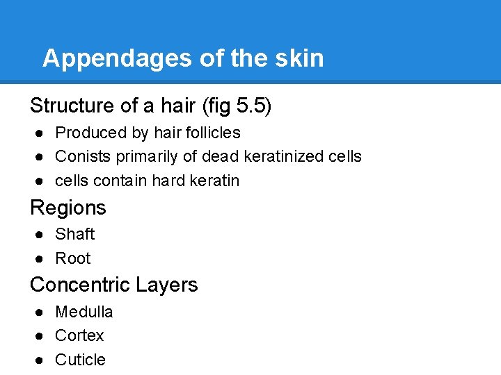 Appendages of the skin Structure of a hair (fig 5. 5) ● Produced by