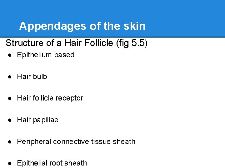Appendages of the skin Structure of a Hair Follicle (fig 5. 5) ● Epithelium