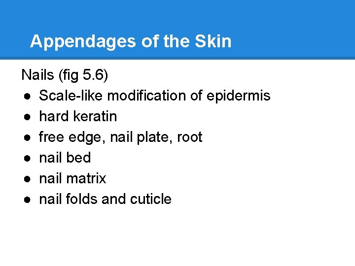 Appendages of the Skin Nails (fig 5. 6) ● Scale-like modification of epidermis ●