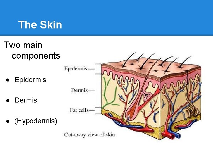 The Skin Two main components ● Epidermis ● Dermis ● (Hypodermis) 