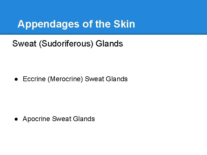 Appendages of the Skin Sweat (Sudoriferous) Glands ● Eccrine (Merocrine) Sweat Glands ● Apocrine