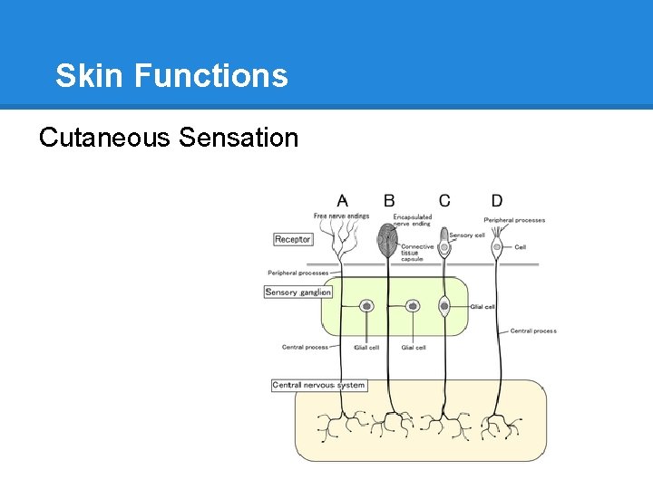 Skin Functions Cutaneous Sensation 