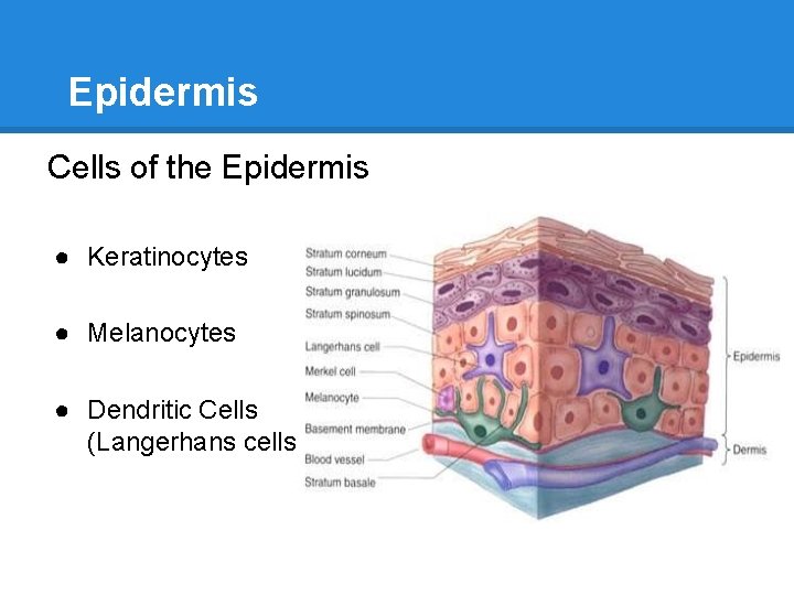 Epidermis Cells of the Epidermis ● Keratinocytes ● Melanocytes ● Dendritic Cells (Langerhans cells)