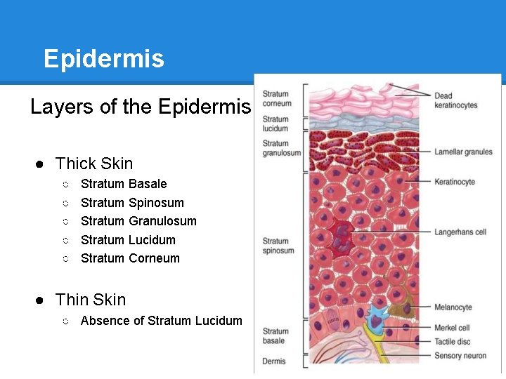 Epidermis Layers of the Epidermis ● Thick Skin ○ ○ ○ Stratum Basale Stratum