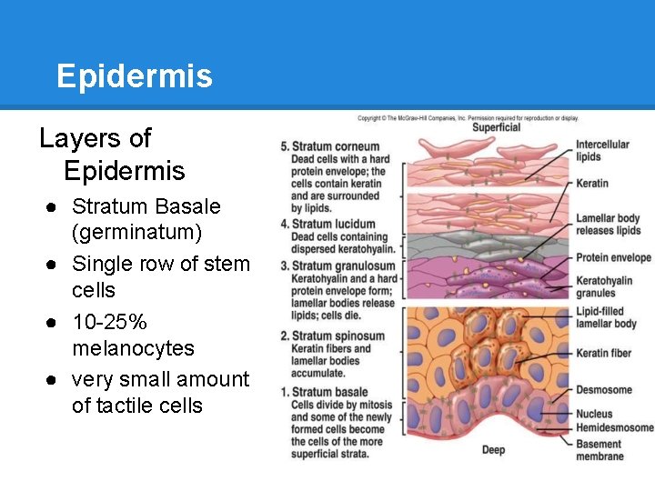 Epidermis Layers of Epidermis ● Stratum Basale (germinatum) ● Single row of stem cells